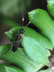 Ichneumon