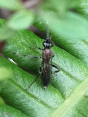 Ichneumon