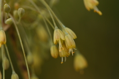 Allium flavum