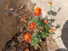 Tagetes