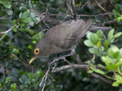 Turdus nudigenis