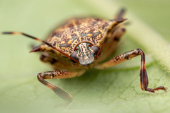 Eocanthecona furcellata