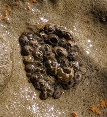 Hexanauplia
