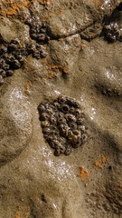 Hexanauplia