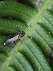 Ichneumon