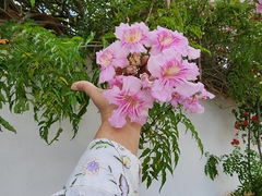Podranea ricasoliana