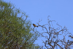 Phylloscopus canariensis