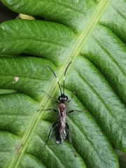 Ichneumon