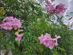 Podranea ricasoliana
