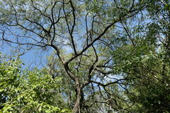 Prosopis nigra