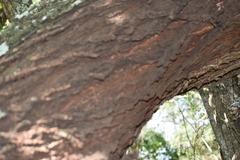 Prosopis nigra