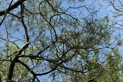 Prosopis nigra