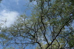 Prosopis nigra