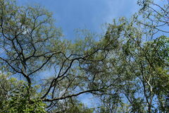 Prosopis nigra