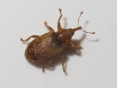 Dorytomus nebulosus
