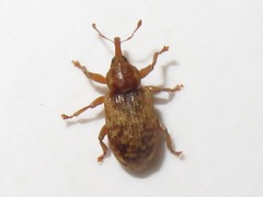 Dorytomus nebulosus