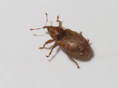 Dorytomus nebulosus