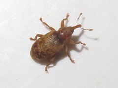 Dorytomus nebulosus
