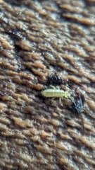 Isotomurus