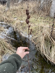 Rumex britannica