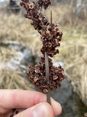 Rumex britannica
