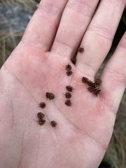 Rumex britannica