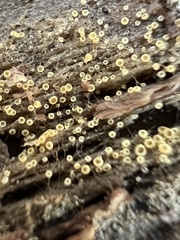 Arachnopeziza trabinelloides