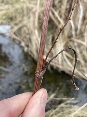 Rumex britannica