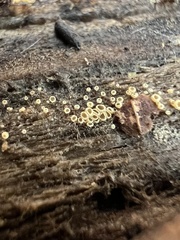 Arachnopeziza trabinelloides