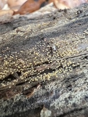 Arachnopeziza trabinelloides