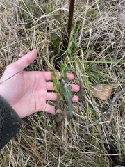 Rumex britannica