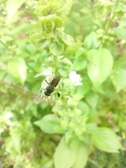 Nannotrigona testaceicornis