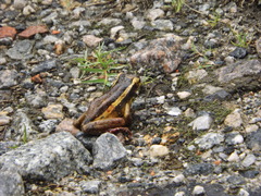 Trachycephalus mesophaeus