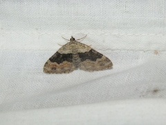 Xanthorhoe quadrifasiata