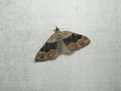 Xanthorhoe quadrifasiata