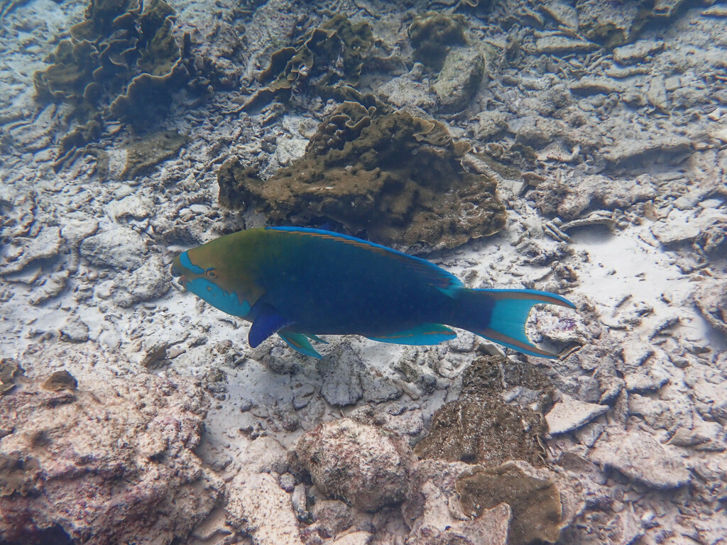 Blue-faced Parrotfish