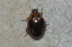 Aphidecta obliterata