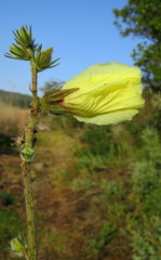 Hibiscus diversifolius diversifolius
