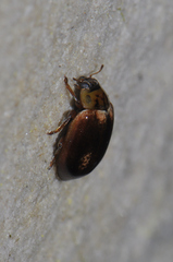 Aphidecta obliterata