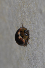 Aphidecta obliterata