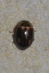 Aphidecta obliterata