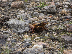 Trachycephalus mesophaeus