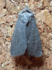 Aporophyla lutulenta