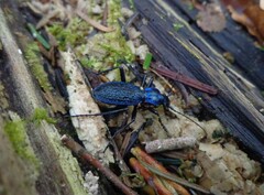 Carabus intricatus