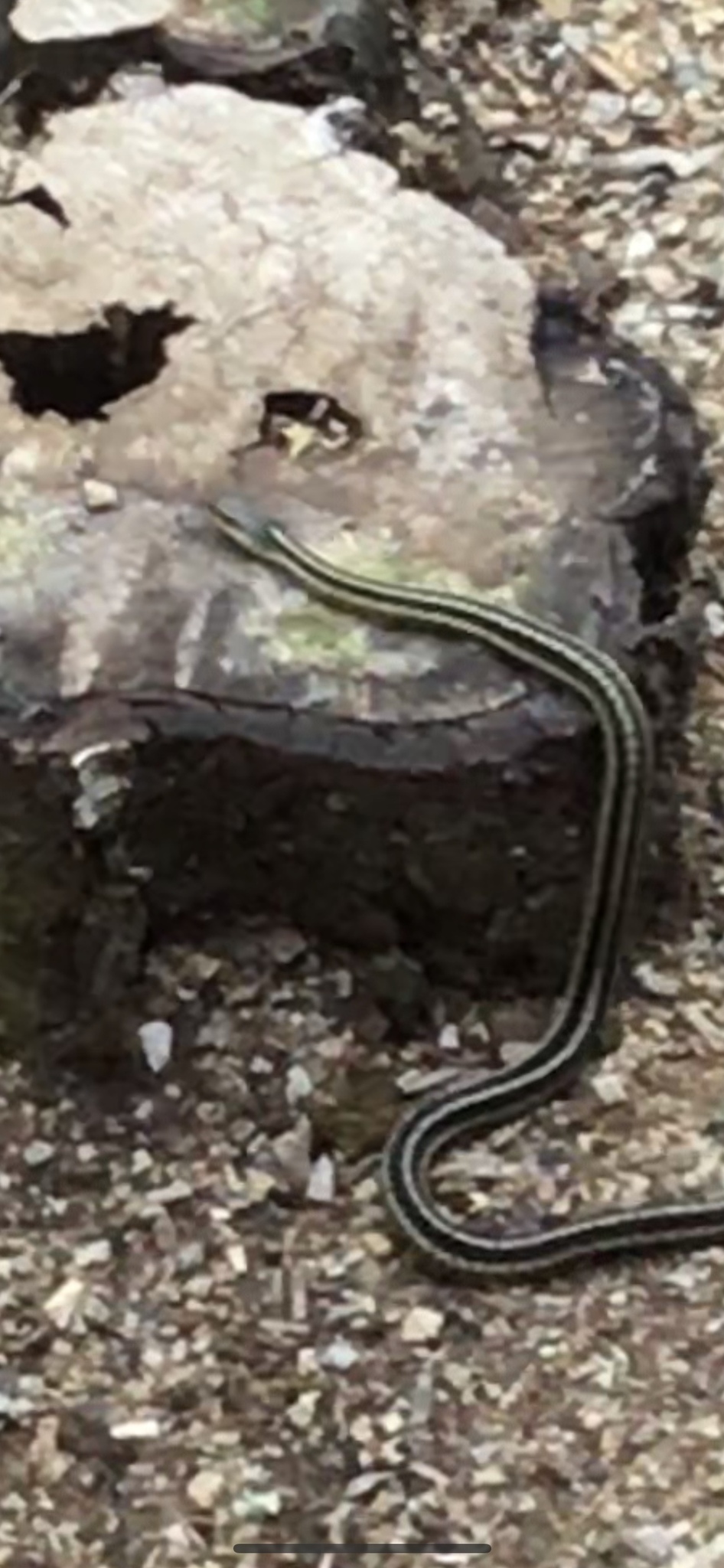 Thamnophis Sirtalis Sirtalis