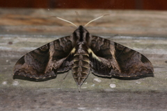 Eumorpha cissi