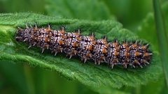 Melitaea britomartis