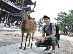 Cervus nippon centralis