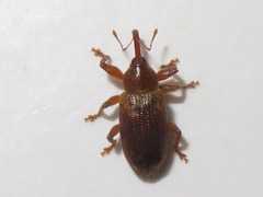 Dorytomus tortrix
