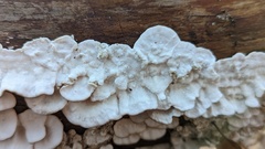 Skeletocutis amorpha